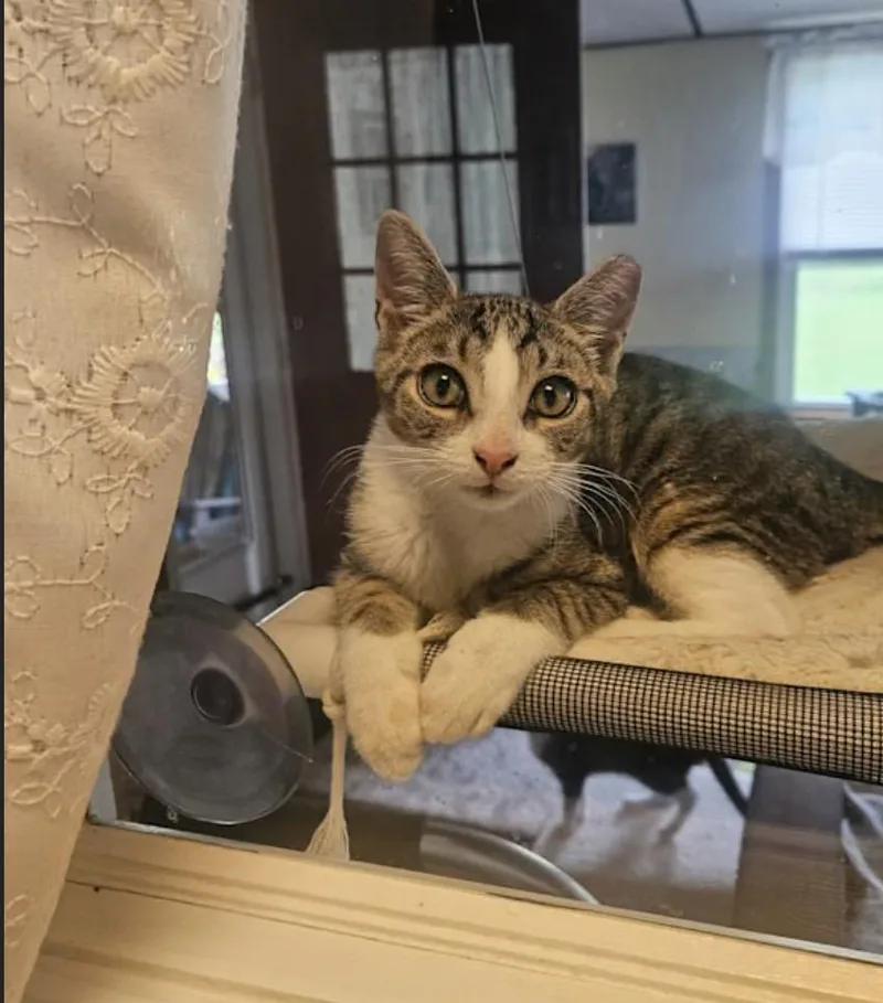 A baby medium-sized male Domestic Short Hair cat named Justice for adoption in York, PA