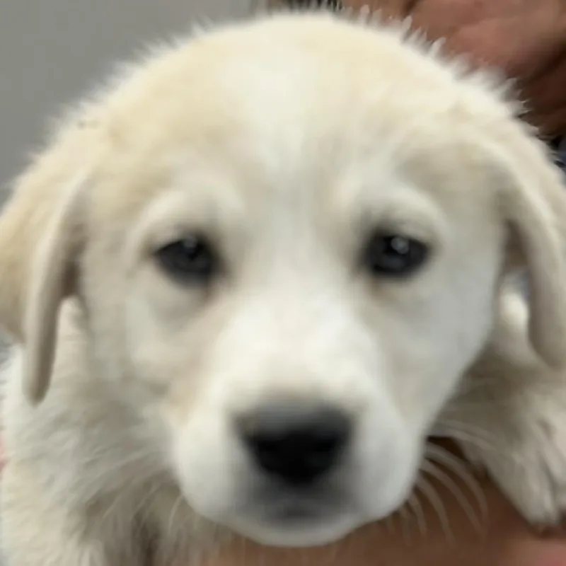 A baby medium-sized male White / Cream Great Pyrenees dog named Jupiter for adoption in Midland, TX
