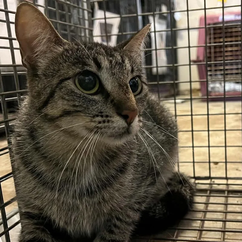 A young small-sized female Brown / Chocolate Domestic Short Hair cat named Citrus for adoption in Stephenville, TX