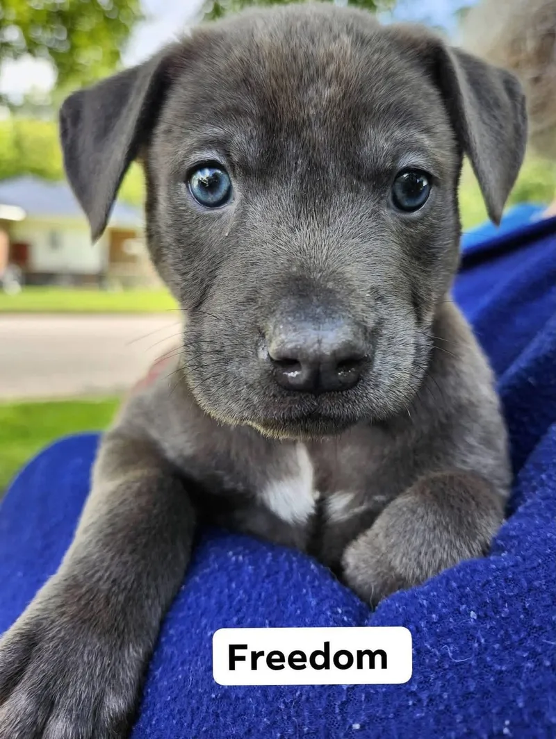 A baby medium-sized male Gray / Blue / Silver Weimaraner dog named Freedom for adoption in Newfoundland, NJ