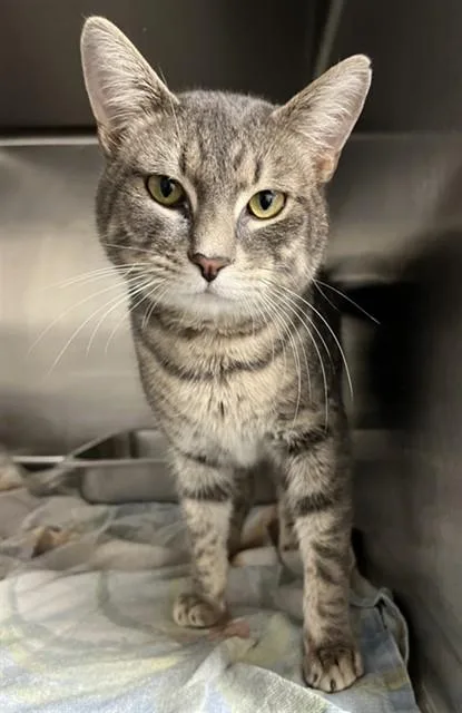 A young large-sized male Domestic Short Hair cat named Goober for adoption in Augusta, GA