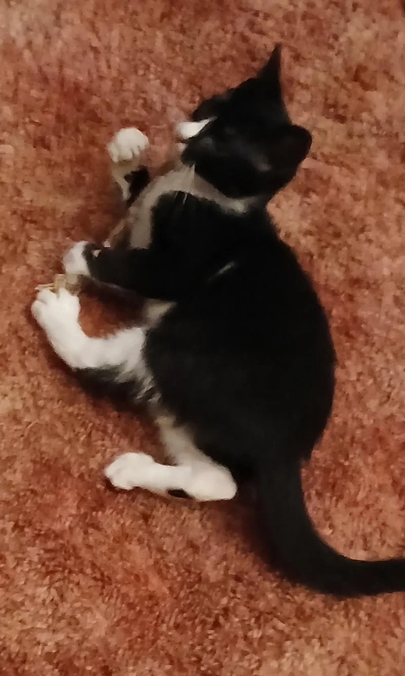 A young medium-sized male Domestic Short Hair cat named Marshal for adoption in lititz, PA