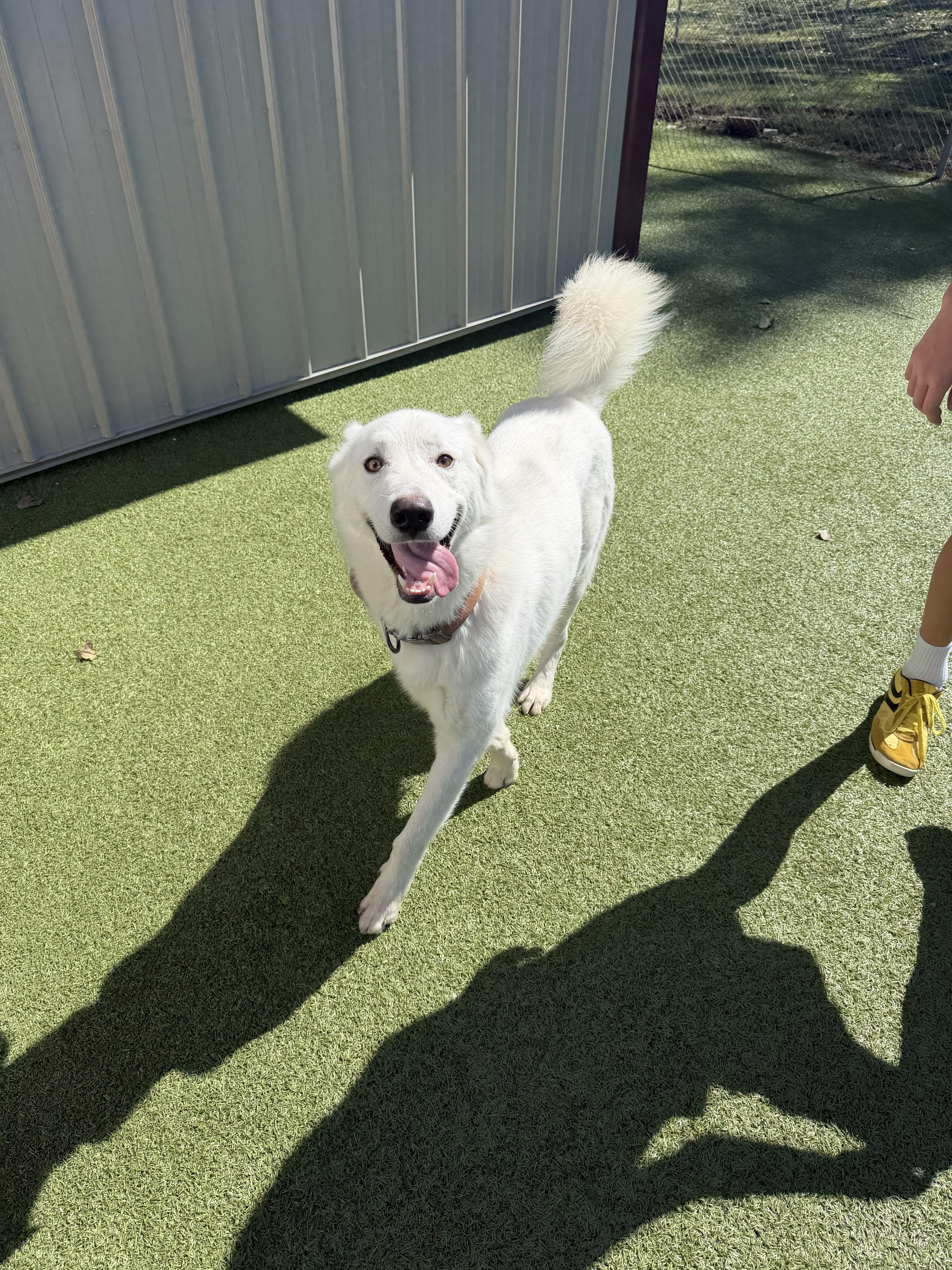 An adult large-sized male Great Pyrenees dog named Ghostbuster for adoption in Boonville, MO