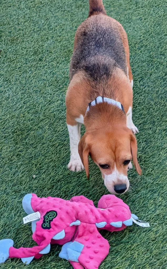 A young medium-sized female Beagle dog named Matilda for adoption in Fort Myers, FL