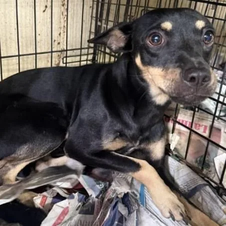 A young small-sized female Miniature Pinscher dog named Saty for adoption in San Juan, PR