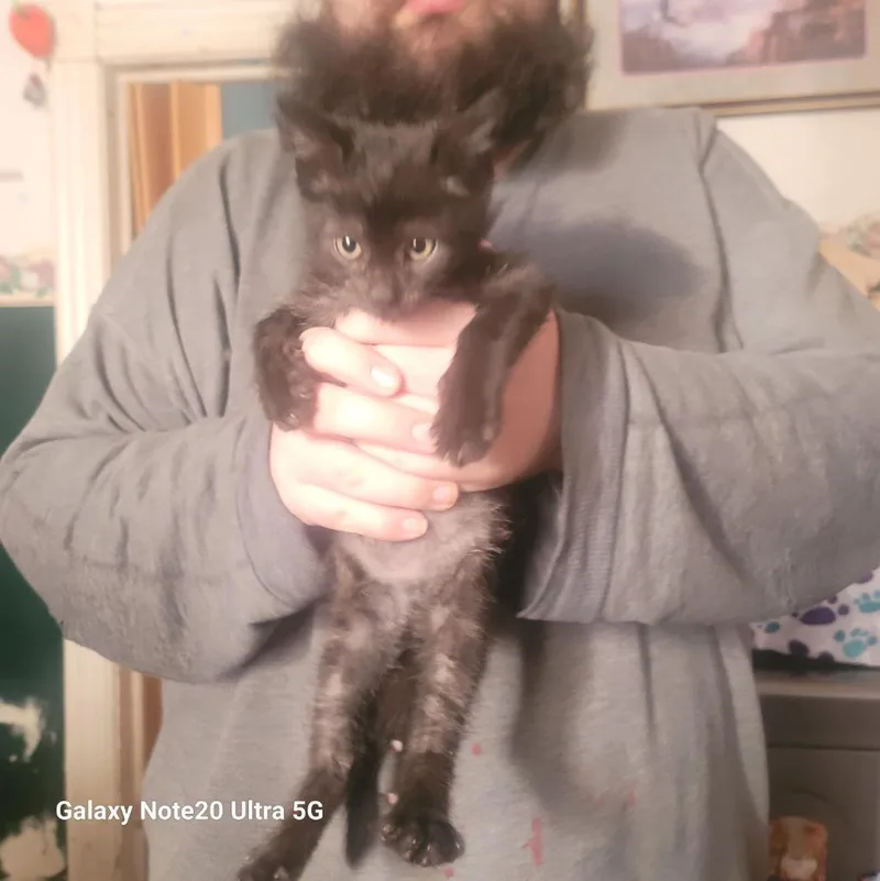 Chow Chow thumbnail 3