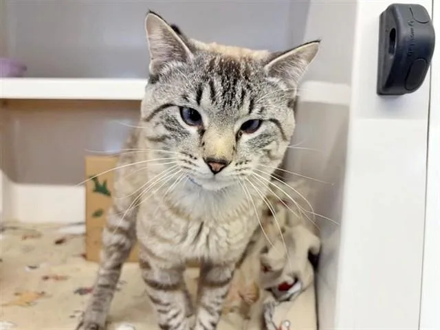 A young small-sized male Domestic Short Hair cat named Booker for adoption in Saint Louis, MO