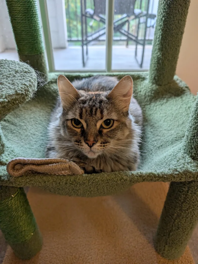 An adult medium-sized female Torbie Domestic Medium Hair cat named Marge for adoption in Pearland, TX