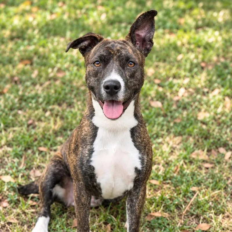 An adult medium-sized female Mixed Breed dog named Skye for adoption in Barrington, NH