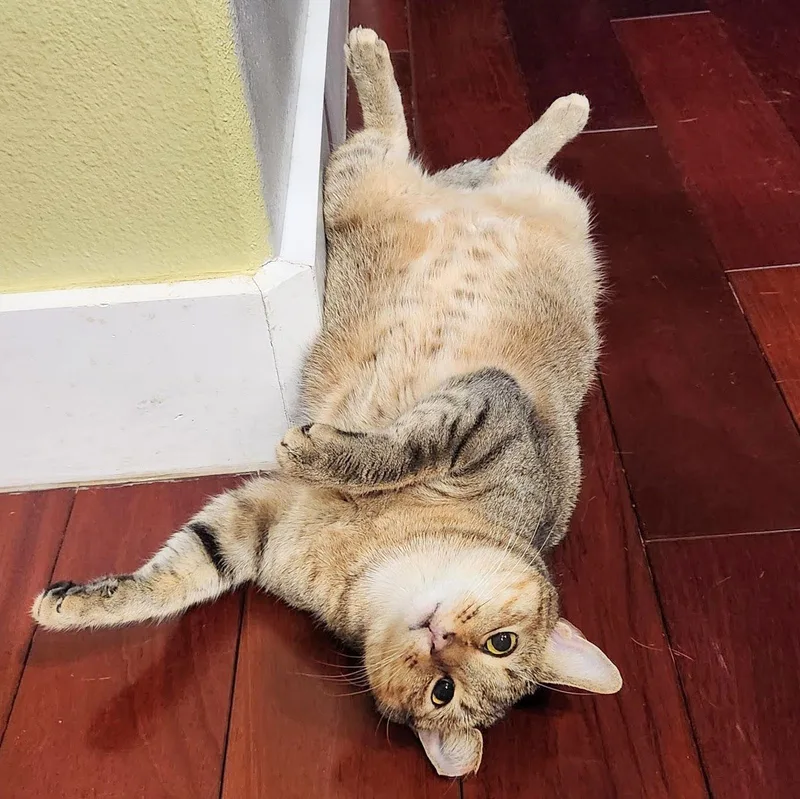 Misu Misu thumbnail 2