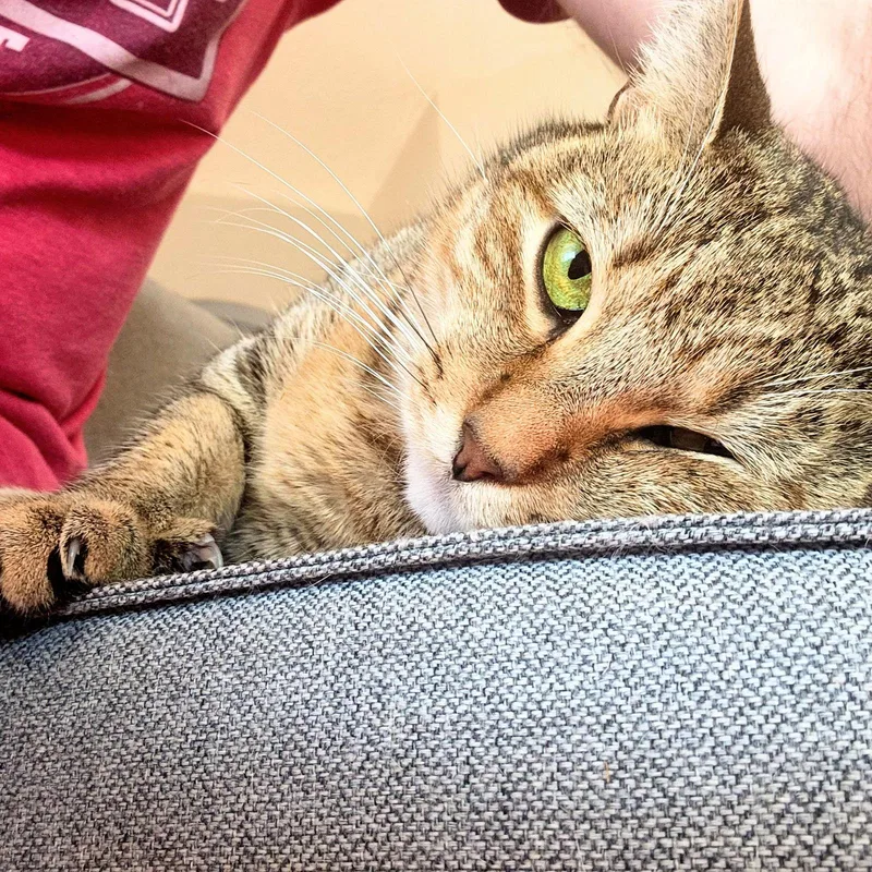 Misu Misu thumbnail 3