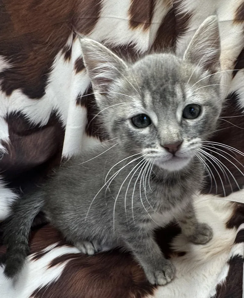 A baby small-sized male Domestic Short Hair cat named Liboke for adoption in San Diego, CA