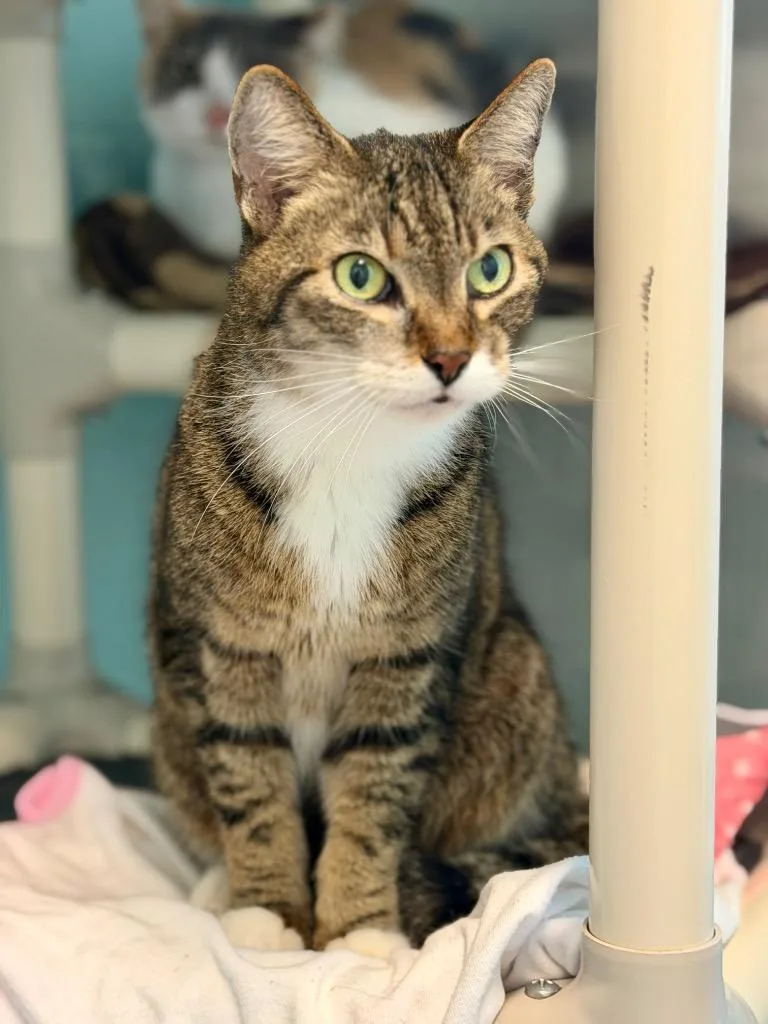 A senior small-sized female Domestic Short Hair cat named Sophia for adoption in Cape Coral, FL