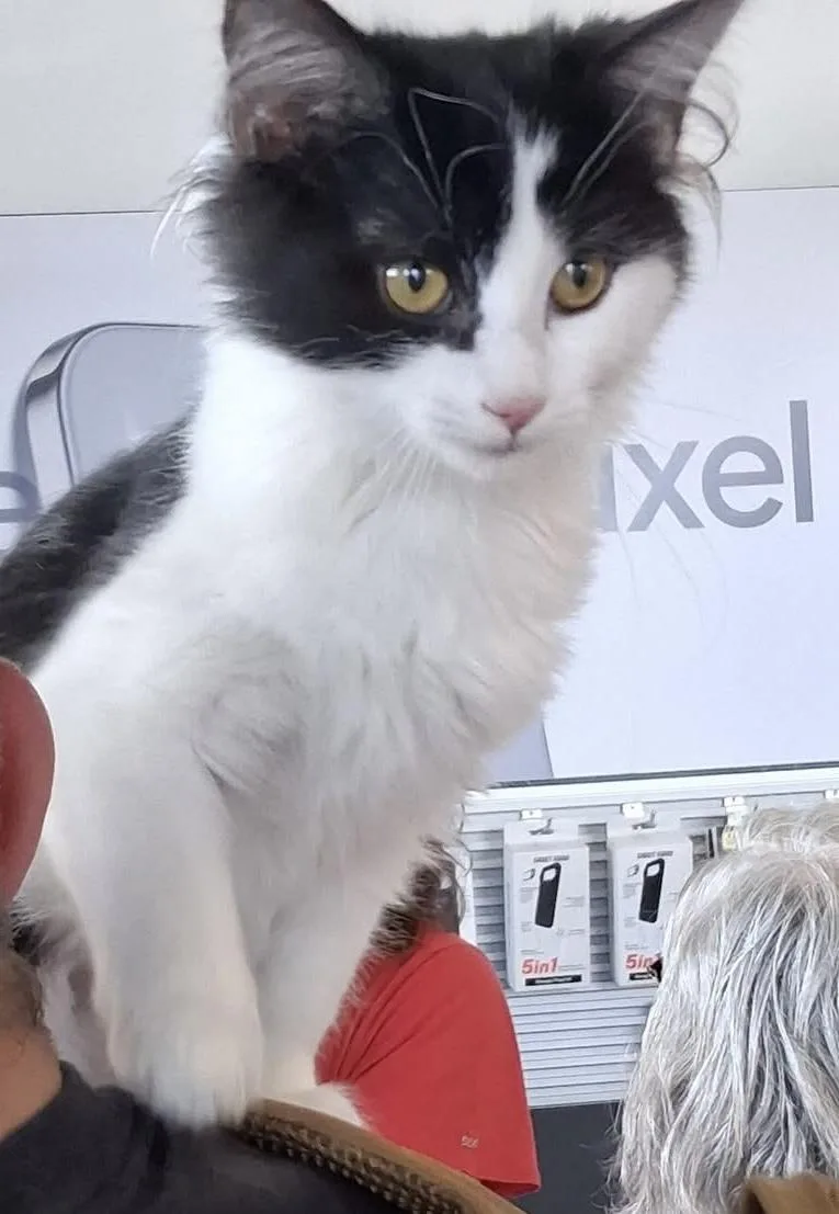 A baby medium-sized female Black & White / Tuxedo Domestic Short Hair cat named Megan for adoption in Greensburg, PA