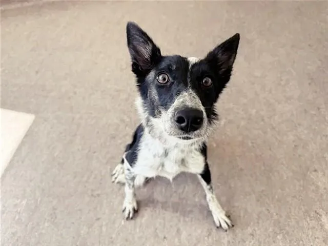A young medium-sized female Australian Shepherd dog named Ocean for adoption in Saint Louis, MO
