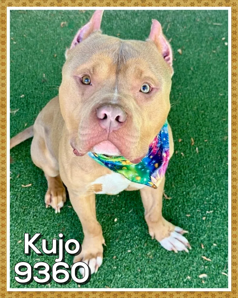 Kujo