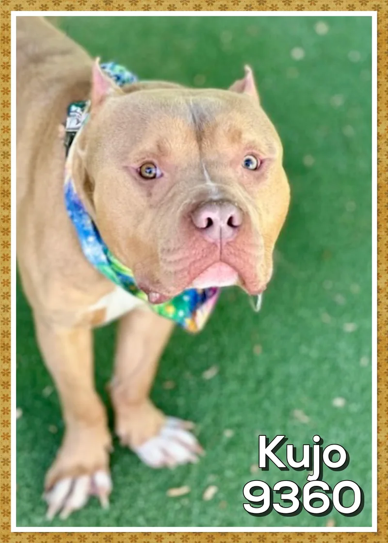 Kujo thumbnail 2