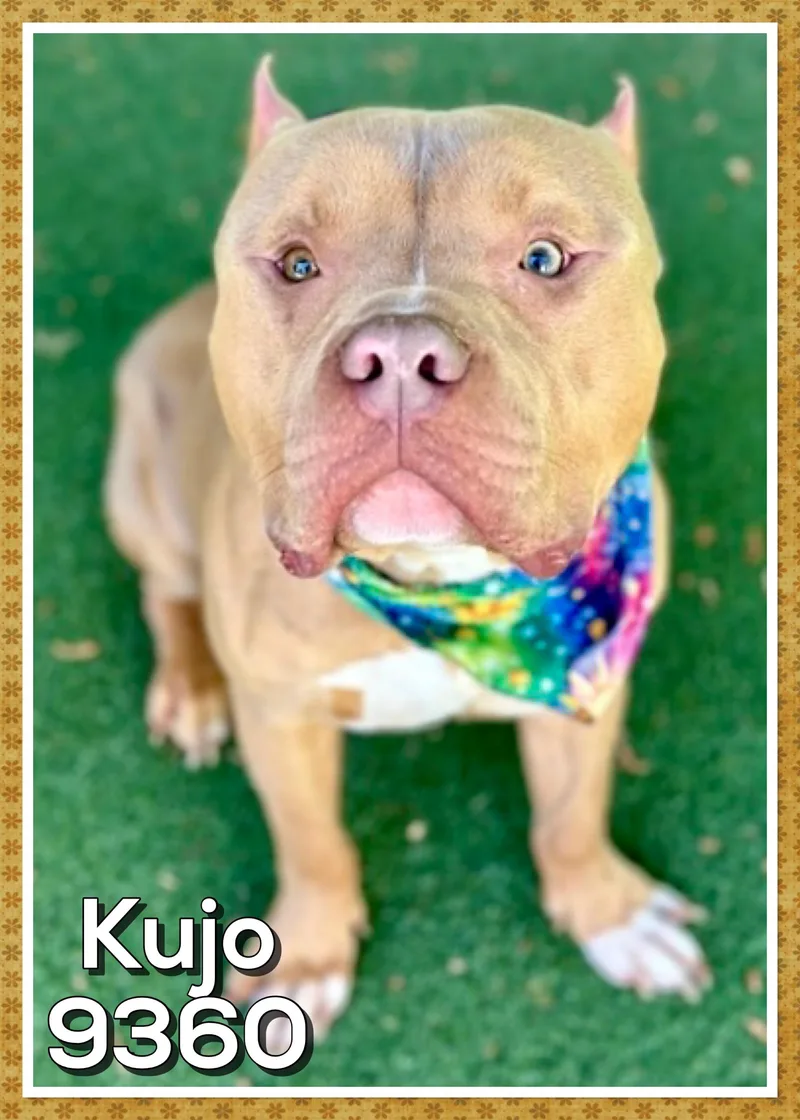 Kujo thumbnail 3