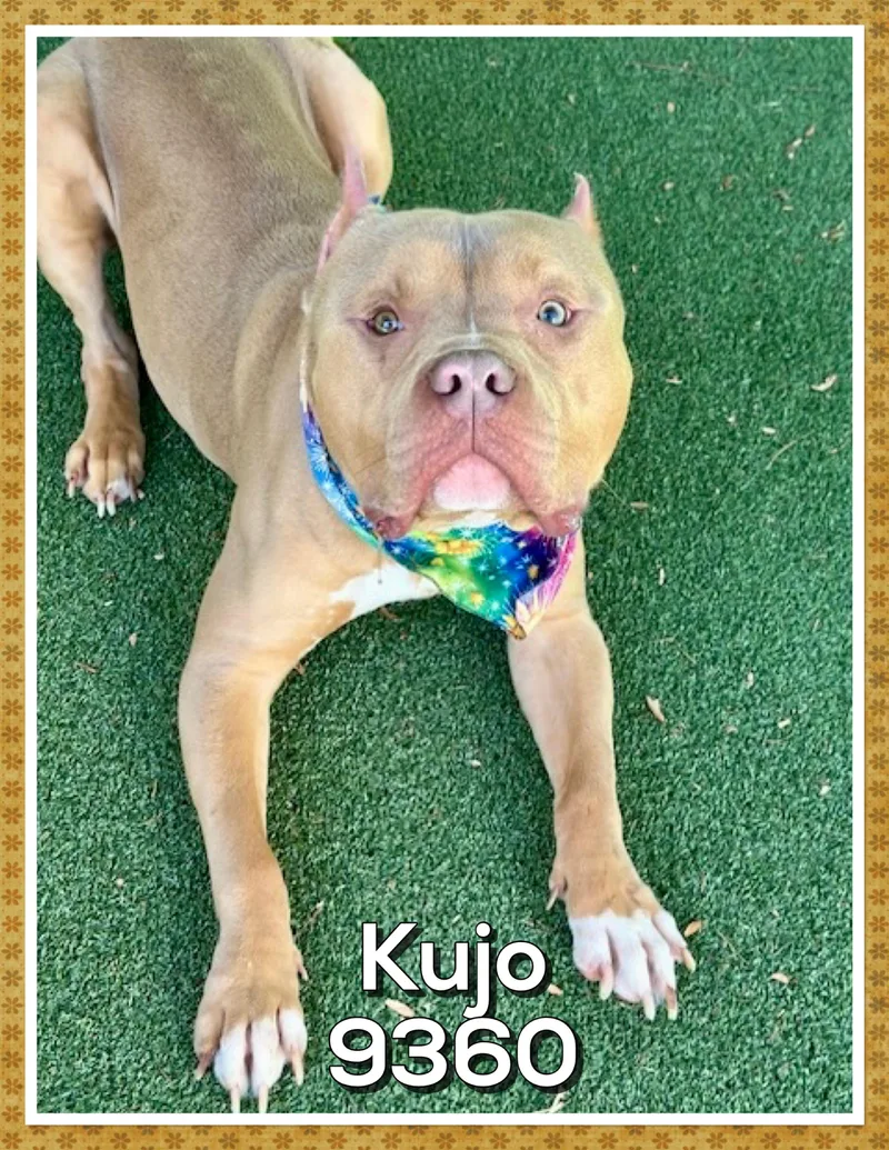 Kujo thumbnail 4
