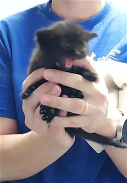 A baby small-sized female Domestic Short Hair cat named Morticia for adoption in Fayetteville, NC