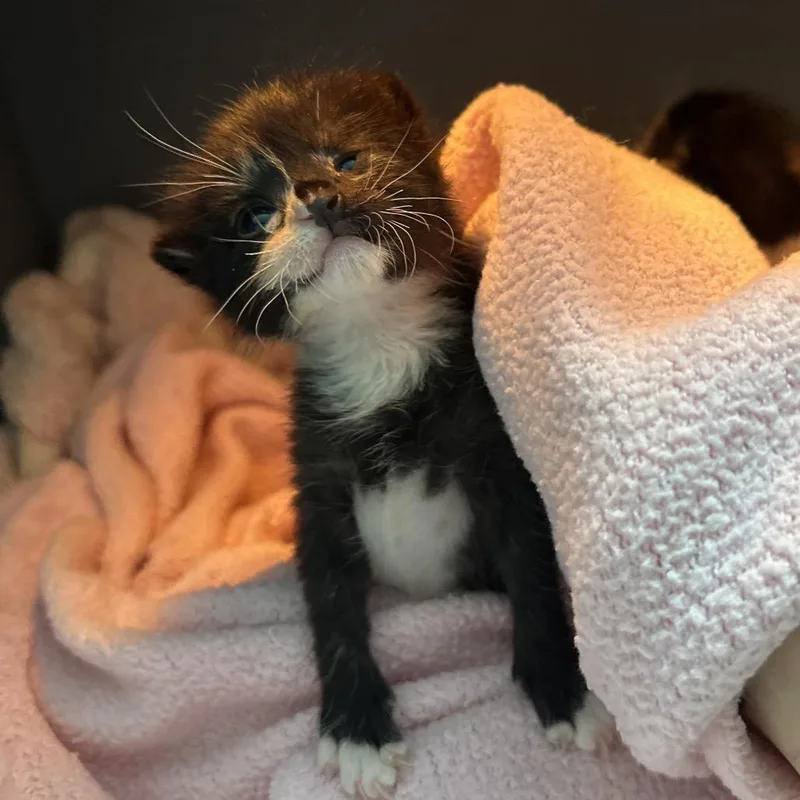 A baby small-sized female Black Domestic Short Hair cat named Left Eye for adoption in Abilene, TX