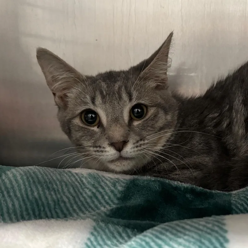 A young small-sized female Gray / Blue / Silver Domestic Short Hair cat named Marlowe for adoption in Fairmont, WV