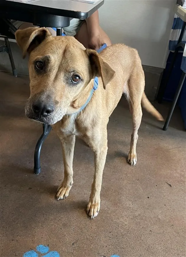A senior large-sized female Labrador Retriever dog named Ziggy for adoption in Van Nuys, CA