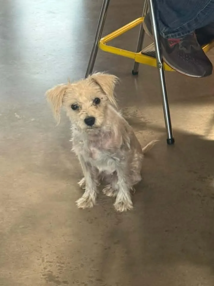An adult small-sized female Standard Poodle dog named Janice for adoption in Salt Lake City, UT