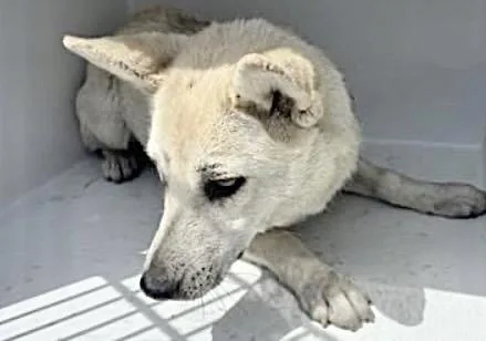 An adult medium-sized female Siberian Husky dog named A for adoption in Houston, TX