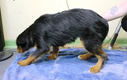 A baby medium-sized female German Wirehaired Pointer dog named Hope for adoption in Picayune, MS
