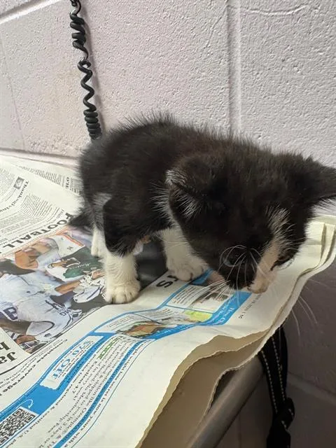 Katricia