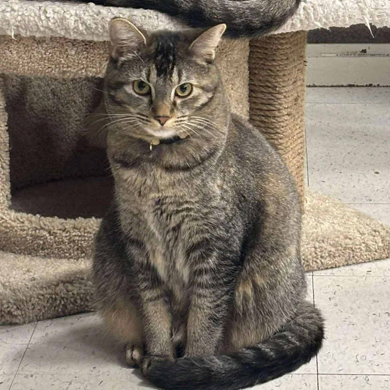 An adult medium-sized female Tabby (Brown / Chocolate) Domestic Short Hair cat named Poppy for adoption in Warr Acres, OK