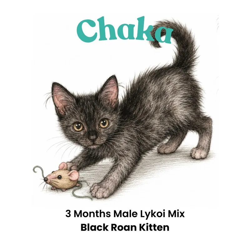 A baby large-sized male Black Lykoi cat named Chaka for adoption in Houston, TX