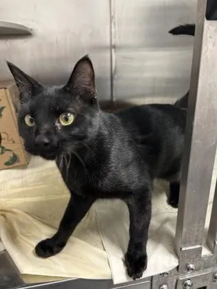 An adult small-sized male Domestic Short Hair cat named Philip for adoption in West Chester, PA