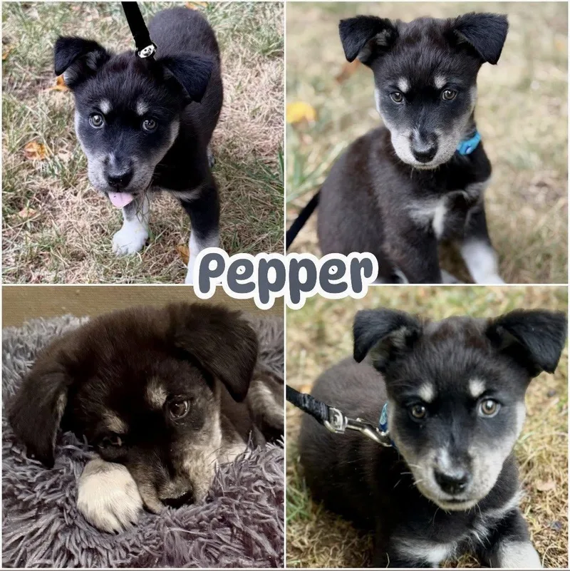 Pepper thumbnail 2