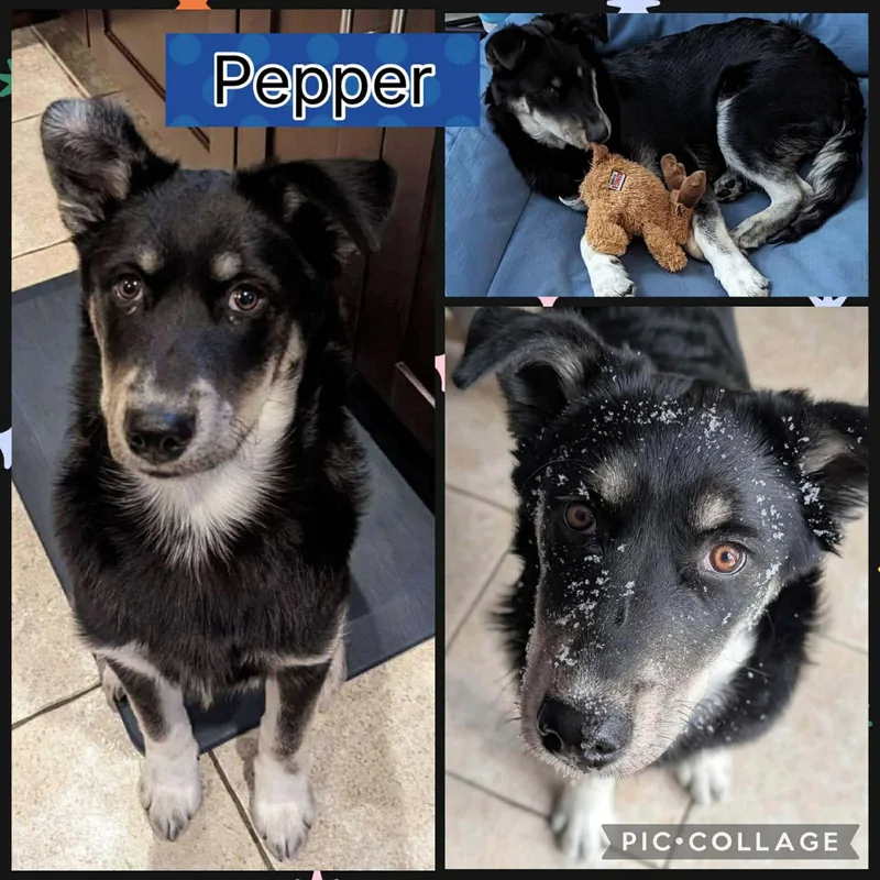 Pepper