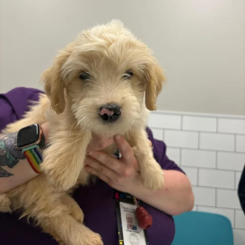 A baby small-sized male Yellow / Tan / Blond / Fawn Terrier dog named Yuki for adoption in Morganton, NC