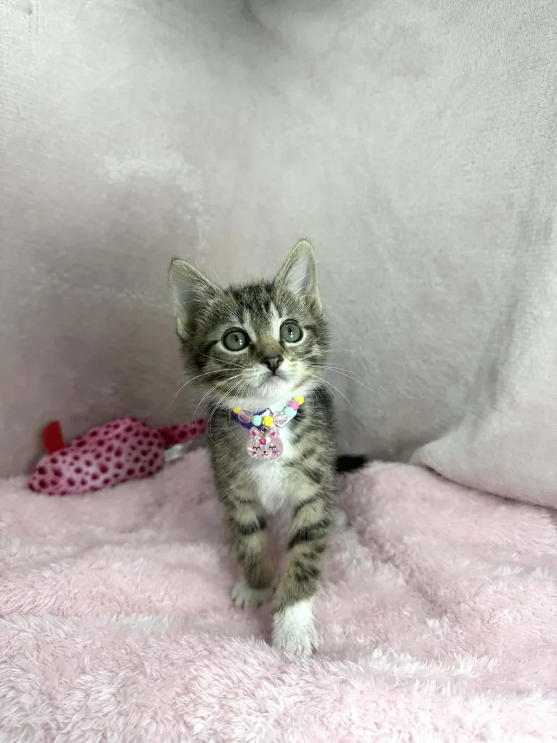 A baby small-sized female Tabby cat named Dara for adoption in Tavares, FL