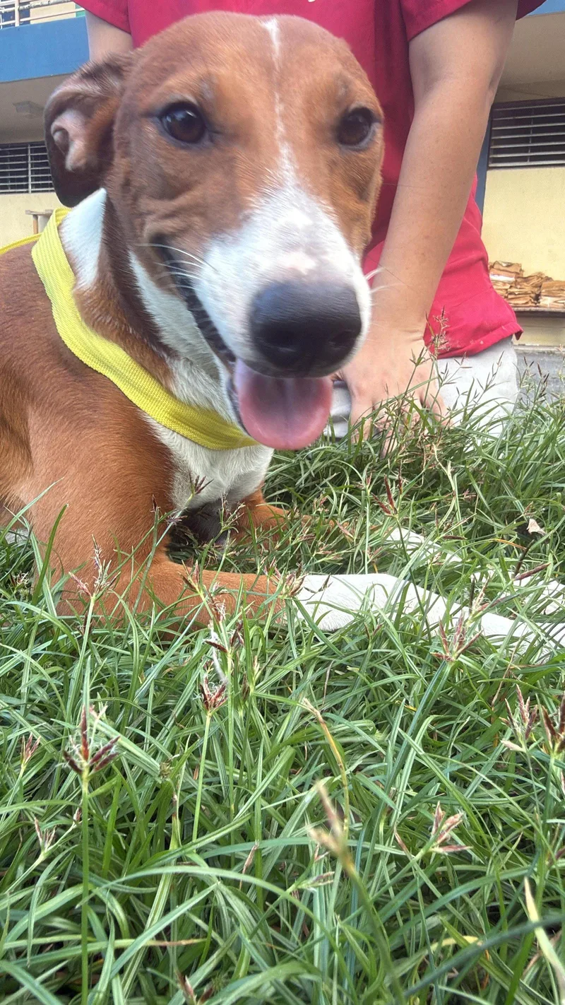 An adult medium-sized female Vizsla dog named Megara for adoption in Virginia Beach, VA