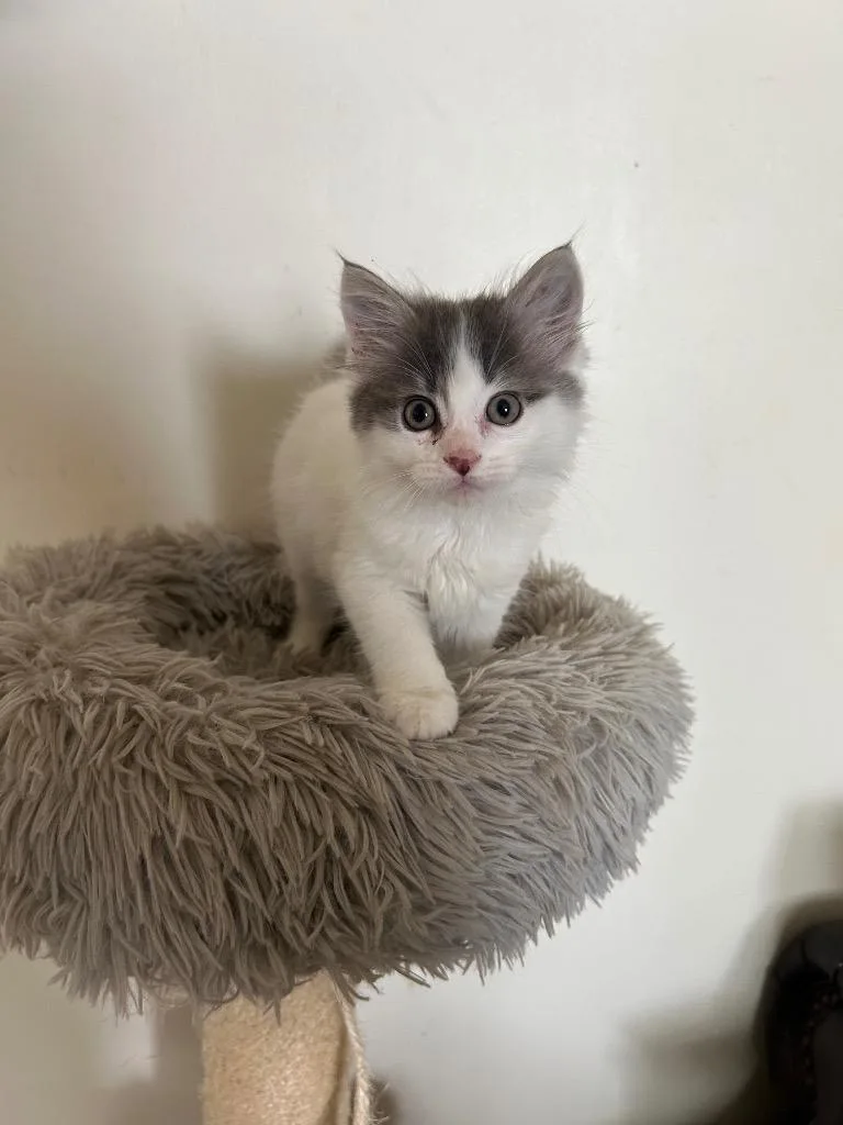 A baby medium-sized male Domestic Medium Hair cat named Gnocchi for adoption in Mountain Home, AR