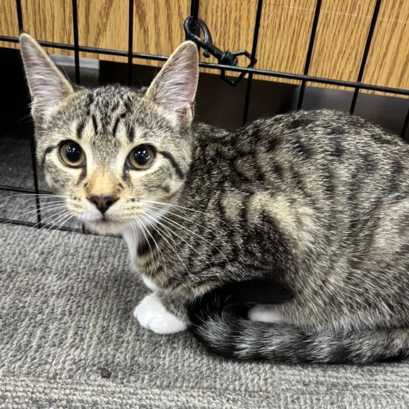 A baby small-sized female Brown / Chocolate Domestic Short Hair cat named Quinn for adoption in Hamburg, NY