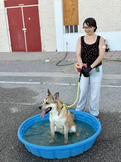 A young medium-sized male Shepherd dog named Brew for adoption in El Paso, TX