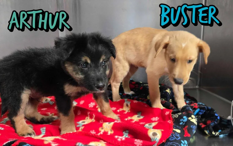 A baby medium-sized male Shepherd dog named Buster for adoption in Holbrook, NY