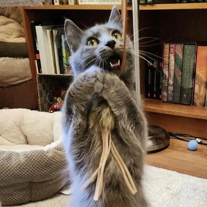 A young medium-sized female Gray / Blue / Silver Domestic Long Hair cat named Nyx for adoption in Pleasanton, CA