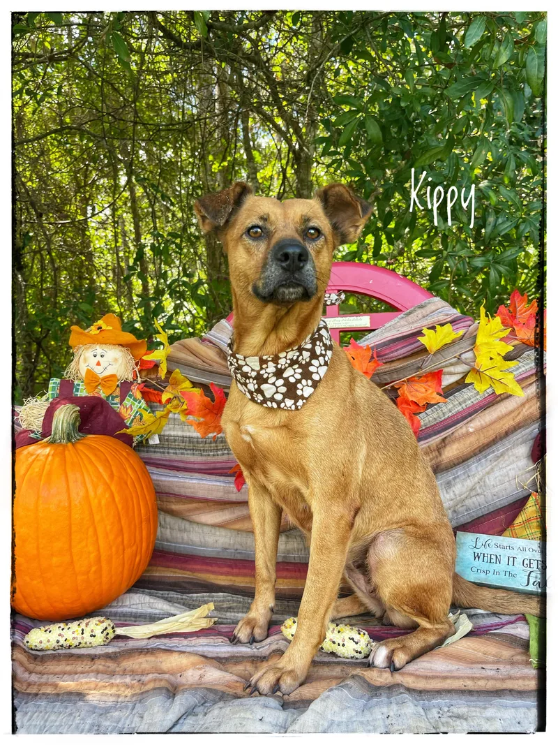 A young medium-sized female Black Mouth Cur dog named Kippy for adoption in Sebring, FL