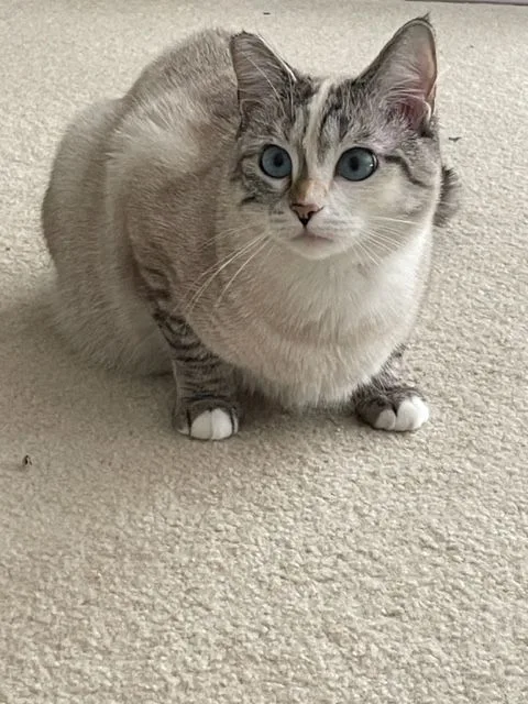 Nc  Cp Sapphire thumbnail 3