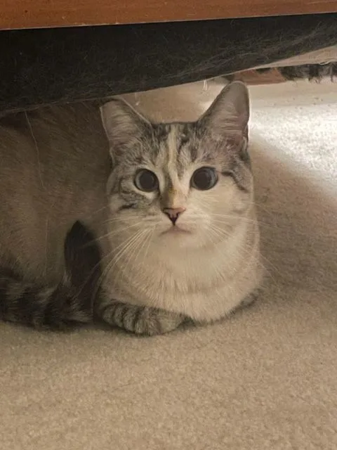 Nc  Cp Sapphire thumbnail 6