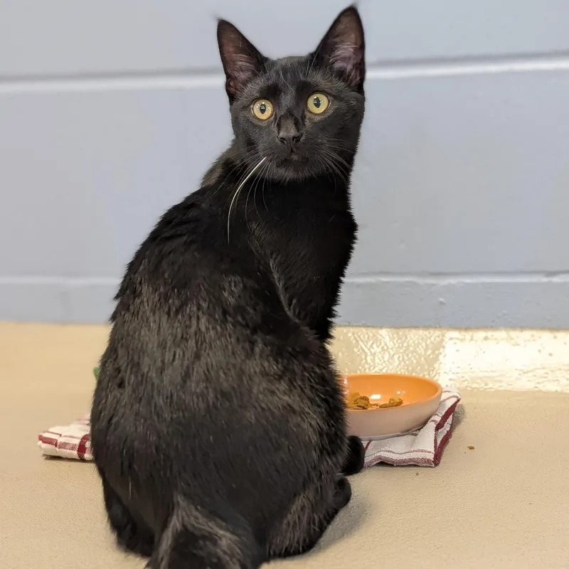 A young medium-sized male Black Domestic Short Hair cat named Mojo for adoption in Jefferson, WI
