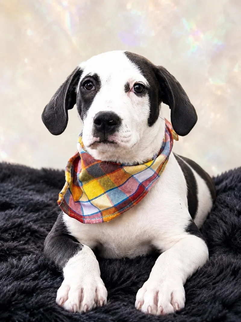 A baby large-sized female Black Labrador Retriever dog named Mary Rose for adoption in Nahunta, GA