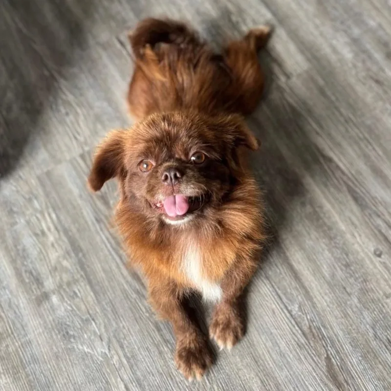 An adult small-sized female Brown / Chocolate Pekingese dog named Anabelle for adoption in CORPUS CHRISTI, TX